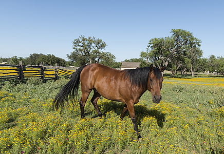 brown horse thumbnail