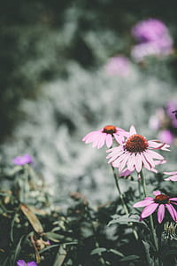 pink and purple coneflowers close up photo thumbnail