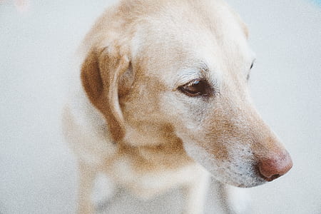 adult yellow Labrador retriever thumbnail