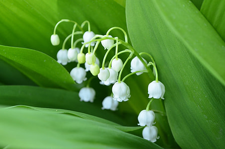 white flowers and green leaves thumbnail