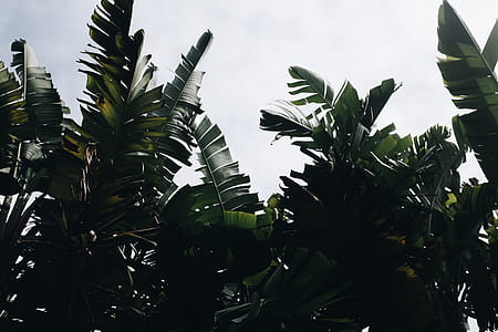 plant, leaves, banana trees, banana leaves thumbnail