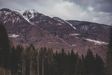 green forest near mountain at daytime thumbnail