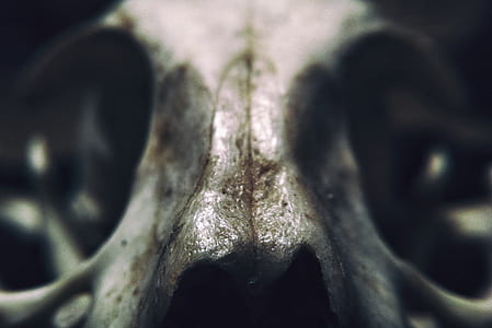 white animal skull photo thumbnail