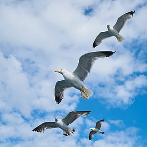 sea, flight, flying, water thumbnail