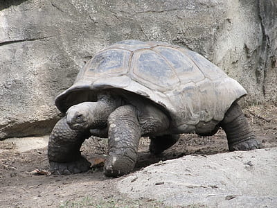 gray tortoise thumbnail
