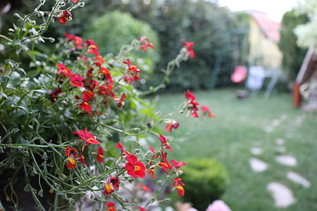 nature, field, flowers, garden thumbnail