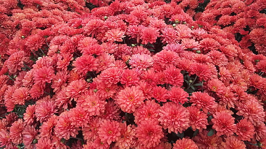 field of red petaled flowers thumbnail