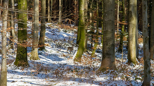 gray tree trunks thumbnail
