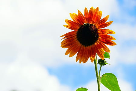 The annual sunflower is on of the plants that attract bees. thumbnail