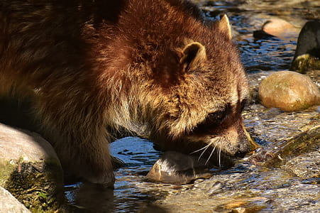brown animal eats fish thumbnail