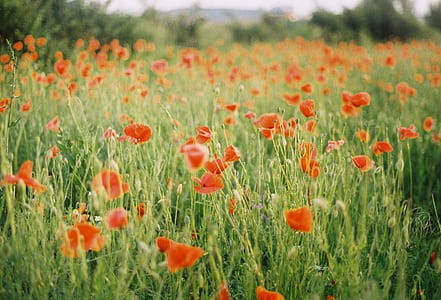 field of red petaled flowers thumbnail