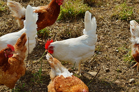 flock of chicken thumbnail