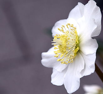 selective focus photography of white petaled flower in bloom thumbnail