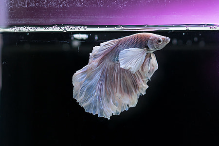 photography of silver fish in aquarium thumbnail