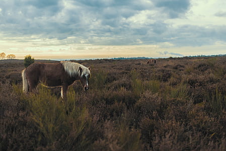 brown and white horse standing on grass field thumbnail