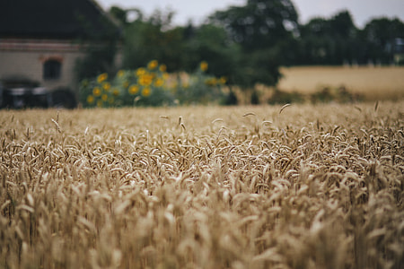 Golden grain thumbnail