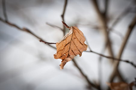 withered leaf thumbnail