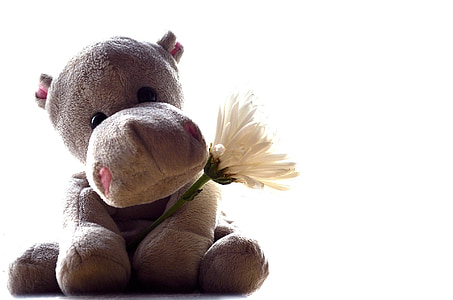 grey hippopotamus plush toy carrying white chrysanthemum isolated with white background thumbnail