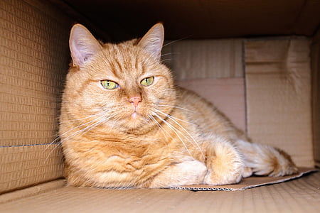 shallow focus photography of orange Tabby cat lying inside box thumbnail