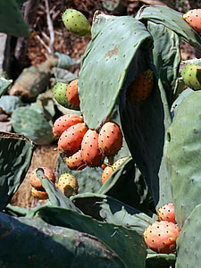 Cactus Greenhouse, Cactus Fruit thumbnail