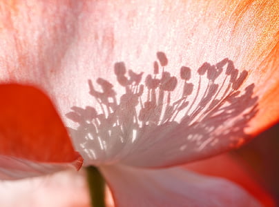close up photography of red textile thumbnail