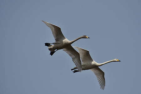 two flying white birds thumbnail