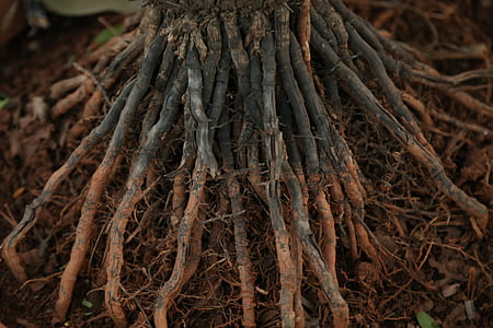 firewood lot thumbnail
