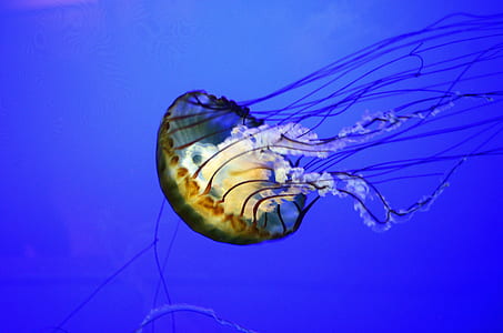black and white jellyfish thumbnail