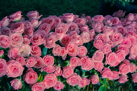 pink rose plants thumbnail