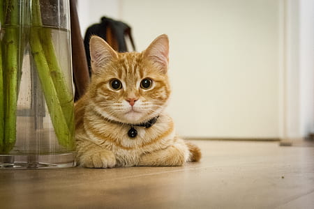 portrait photography of orange Tabby cat on brown wooden flooring thumbnail