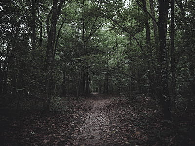 forest photography thumbnail