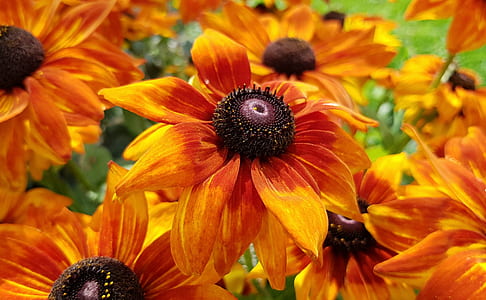 tilt shift photography of orange petaled flowers thumbnail