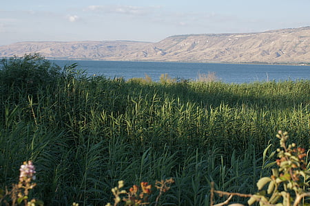 field in front of body of water thumbnail