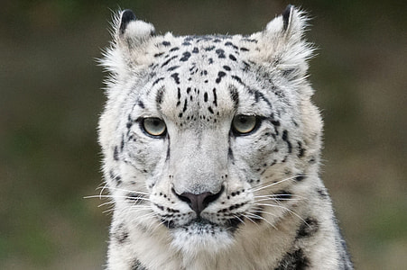 shallow focus photo of white and black tiger thumbnail