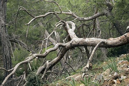 brown tree branch surrounded by green leaves thumbnail
