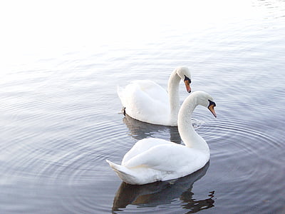 two white swans floating on body of water thumbnail