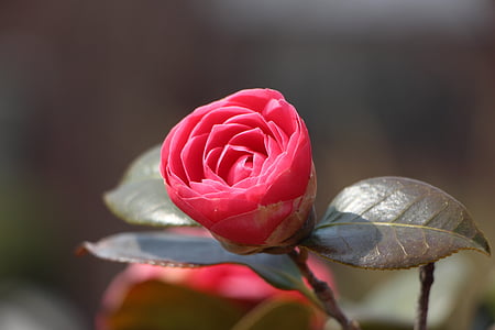 selective focus photography of pink rose thumbnail