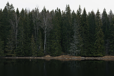 photography of body of water and green pine trees during daytime thumbnail