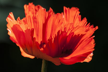 red flower photo thumbnail