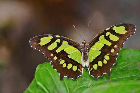 black and green butterfly thumbnail