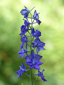 purple flowers thumbnail