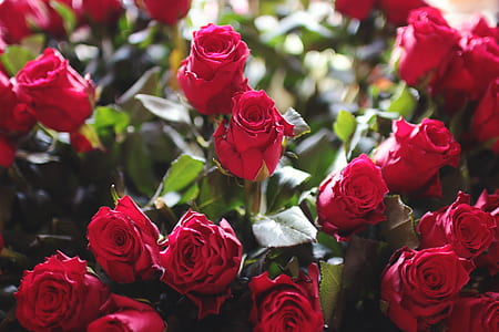 close-up photo of red rose arrangement thumbnail