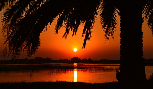 silhouette of coconut tree near body of water photo taken during sunset thumbnail