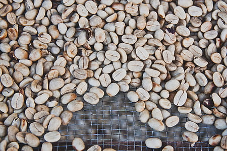 fill the frame photography of cowries thumbnail
