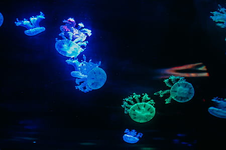 Green and Blue Jellyfishes thumbnail