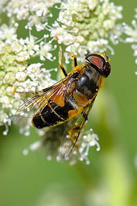 hoverfly perching on white flower thumbnail