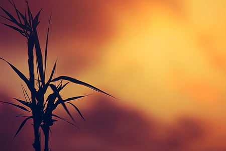 silhouette of plant thumbnail