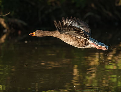flying mallard duck over water thumbnail
