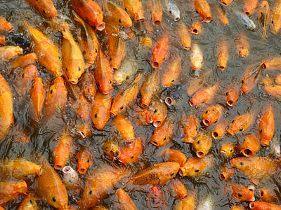close up photo of school of orange fish thumbnail