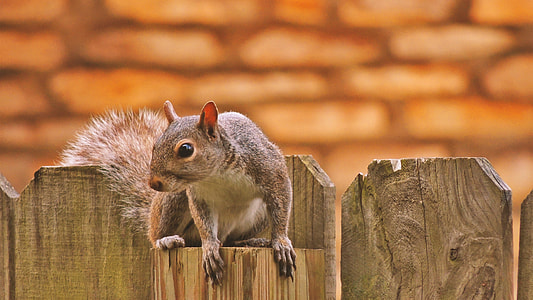 squirrel on brown wooden fence thumbnail